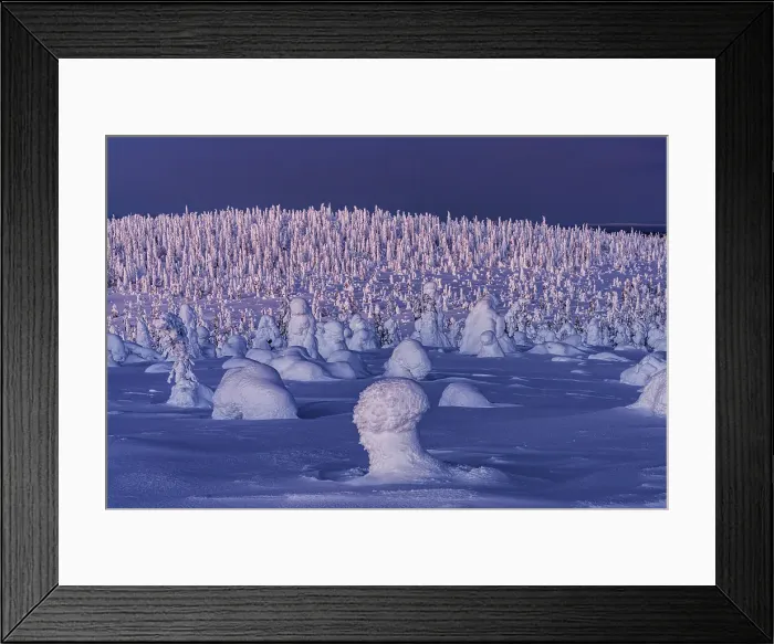 Framed Print : Frozen Arctic forest covered with deep snow at dusk, Riisitunturi National Park, Posio, Lapland, Finland Framed Print : Frozen Arctic forest covered with deep snow at dusk, Riisitunturi National Park, Posio, Lapland, Finland