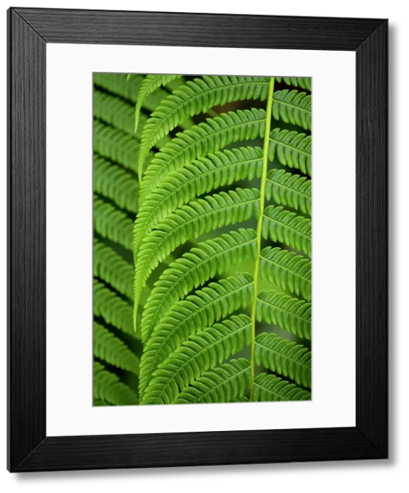 Framed Print : Tree Fern, Napo Province, Ecuador