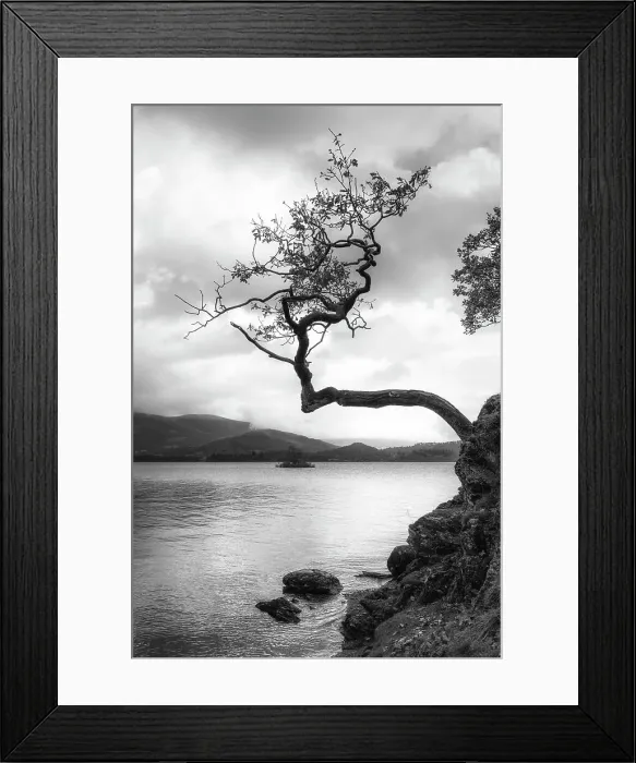 Framed Print : Lone tree, Otterbield Bay, Derwentwater, Cumbria, England Framed Print : Lone tree, Otterbield Bay, Derwentwater, Cumbria, England