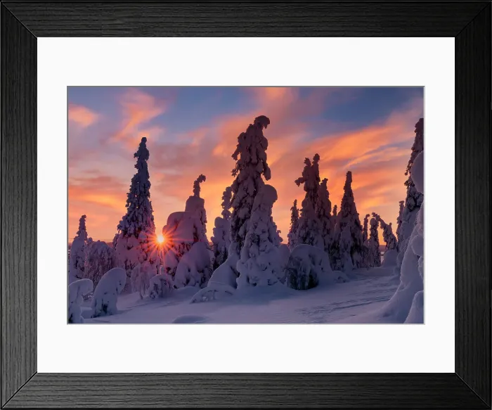 Framed Print : Snow covered pines trees, Riisitunturi National Park, Lapland, Finland