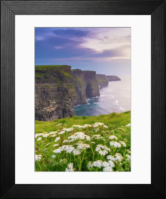Framed Print : Ireland, Co. Clare, Cliffs of Moher with wild flowers in foreground Framed Print : Ireland, Co. Clare, Cliffs of Moher with wild flowers in foreground