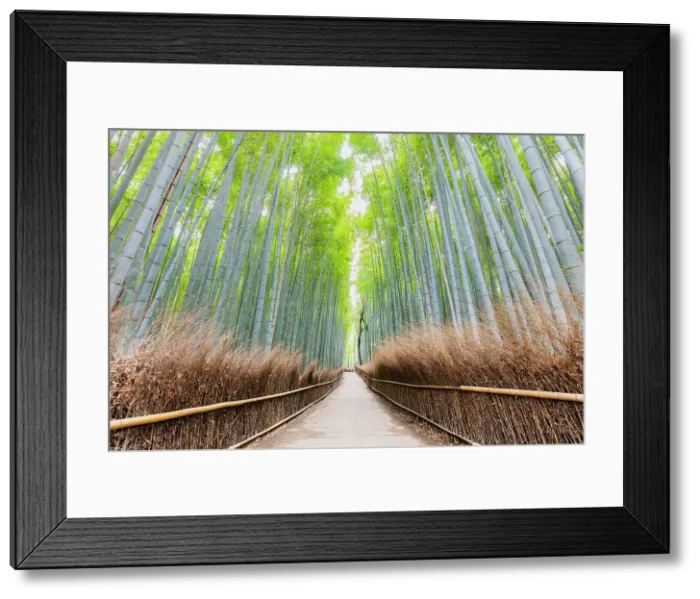 Framed Print : Path Through Bamboo Forest, Sagano, Arashiyama, Kyoto, Japan Framed Print : Path Through Bamboo Forest, Sagano, Arashiyama, Kyoto, Japan