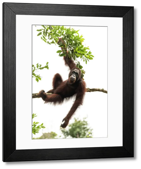 Framed Print : Orangutan at Semenggoh Wildlife Rehabilitation Center, Sarawak, Borneo, Malaysia, Asia Framed Print : Orangutan at Semenggoh Wildlife Rehabilitation Center, Sarawak, Borneo, Malaysia, Asia