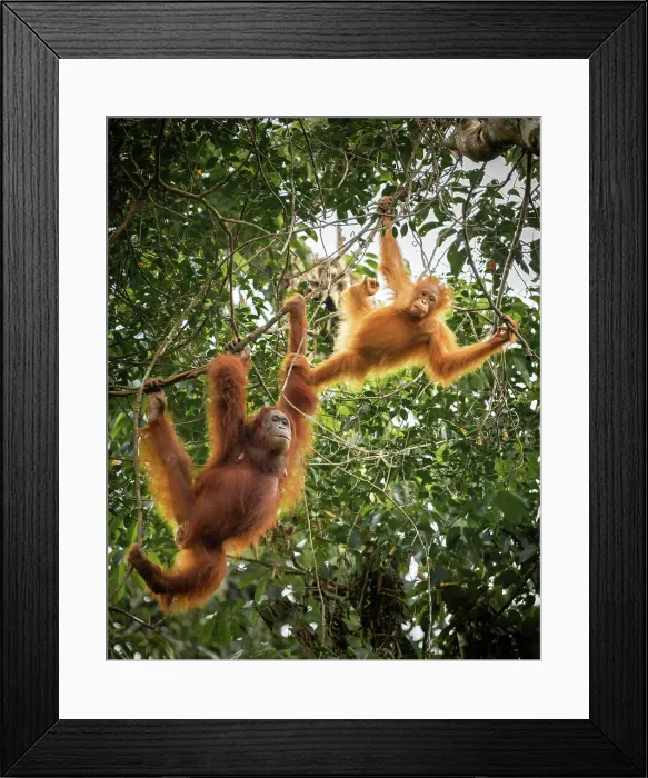 Framed Print : Orangutans at Semenggoh Wildlife Rehabilitation Center, Sarawak, Borneo, Malaysia, Asia Framed Print : Orangutans at Semenggoh Wildlife Rehabilitation Center, Sarawak, Borneo, Malaysia, Asia
