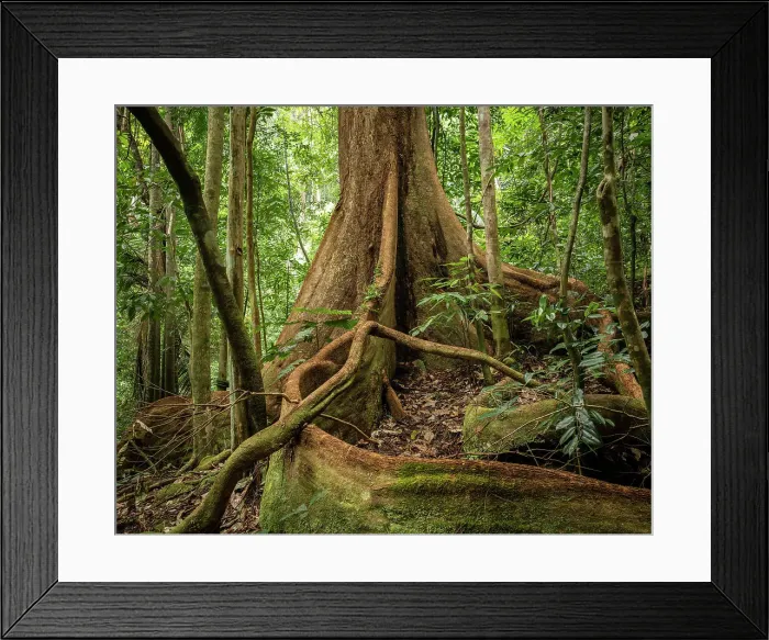 Framed Print : Rainforest, Santubong, Sarawak, Borneo, Malaysia, Asia Framed Print : Rainforest, Santubong, Sarawak, Borneo, Malaysia, Asia