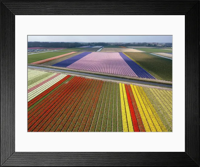 Framed Print : An aerial view of tulip fields near Lisse, North Holland, Netherlands Framed Print : An aerial view of tulip fields near Lisse, North Holland, Netherlands