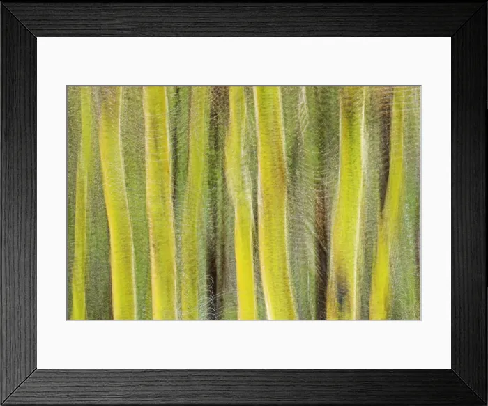 Framed Print : Abstract of trees Framed Print : Abstract of trees