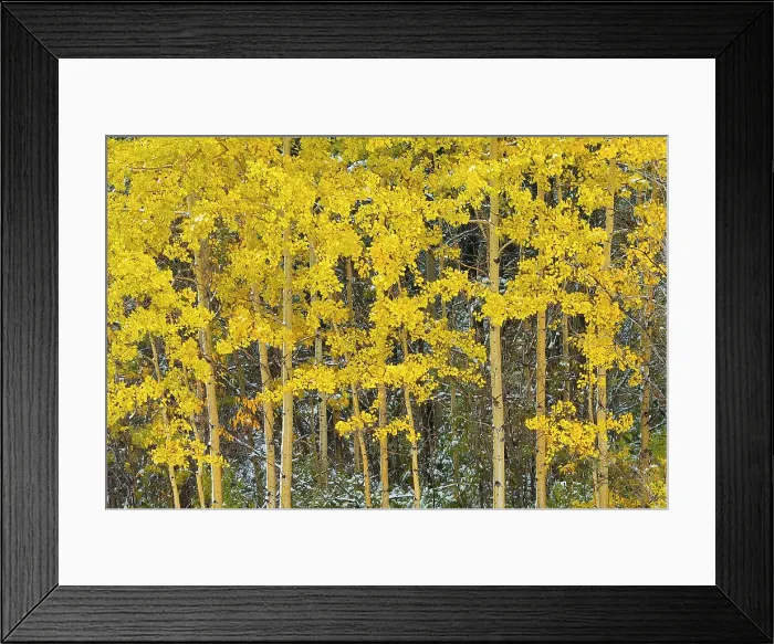 Framed Print : Snow and aspen trees in autumn colors Kananaskis Country, Alberta, Canada Framed Print : Snow and aspen trees in autumn colors Kananaskis Country, Alberta, Canada