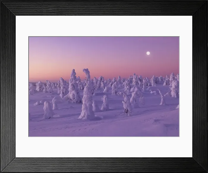 Framed Print : Trees covered with snow at dawn with a full moon in background, Riisitunturi National Park, Posio, Lapland, Finland Framed Print : Trees covered with snow at dawn with a full moon in background, Riisitunturi National Park, Posio, Lapland, Finland