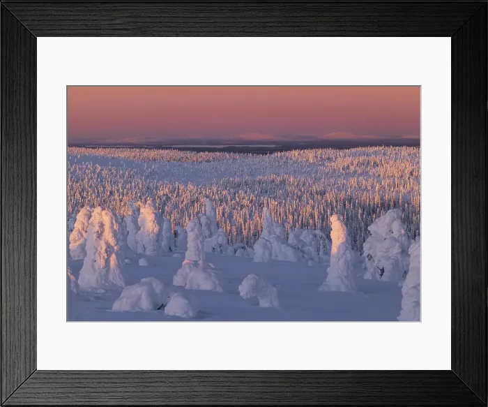 Framed Print : Trees covered with snow at dawn, Riisitunturi National Park, Posio, Lapland, Finland Framed Print : Trees covered with snow at dawn, Riisitunturi National Park, Posio, Lapland, Finland