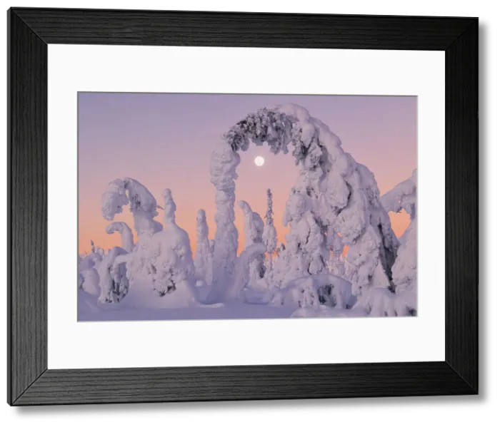 Framed Print : Trees covered with snow at dawn with a full moon in background, Riisitunturi National Park, Posio, Lapland, Finland Framed Print : Trees covered with snow at dawn with a full moon in background, Riisitunturi National Park, Posio, Lapland, Finland