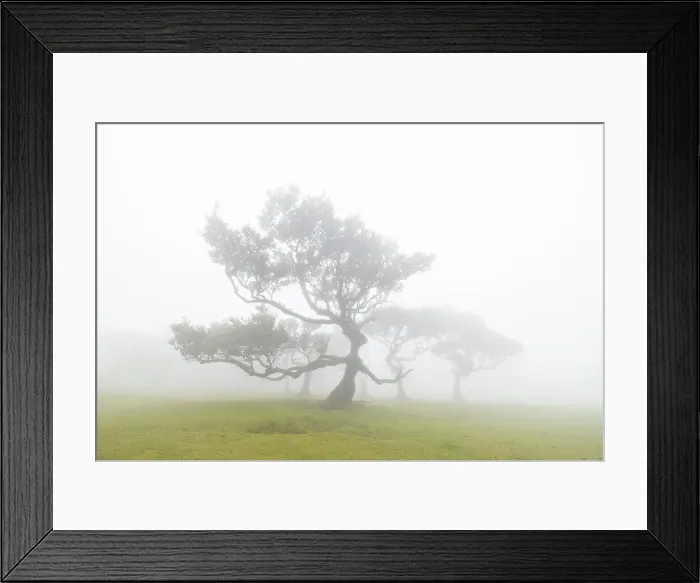 Framed Print : Fanal Forest & laurisilva trees, Porto Moniz, Madeira, Portugal Framed Print : Fanal Forest & laurisilva trees, Porto Moniz, Madeira, Portugal