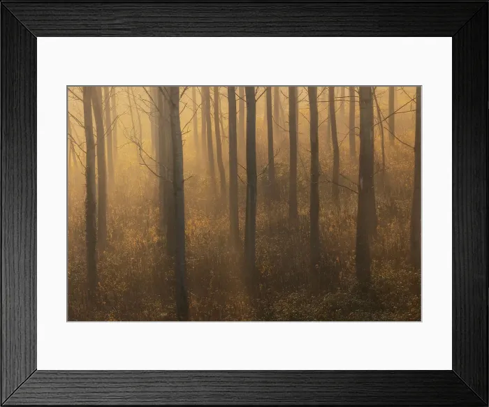 Framed Print : A foggy morning with sunrays enter through the trees on the bank of the river Po. Riva del Po, Ferrara Province, Emilia Romagna, Italy Framed Print : A foggy morning with sunrays enter through the trees on the bank of the river Po. Riva del Po, Ferrara Province, Emilia Romagna, Italy