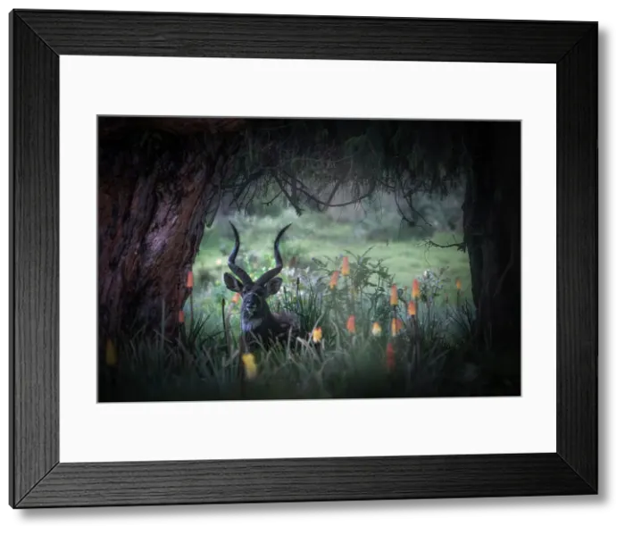 Framed Print : mountain nyala (Tragelaphus buxtoni) or balbok, Bale Mountains National Park, Ethiopia Framed Print : mountain nyala (Tragelaphus buxtoni) or balbok, Bale Mountains National Park, Ethiopia