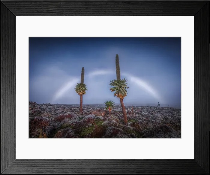 Framed Print : Fogbow on giant lobelias in Bale Mountains National Park, Ethiopia Framed Print : Fogbow on giant lobelias in Bale Mountains National Park, Ethiopia