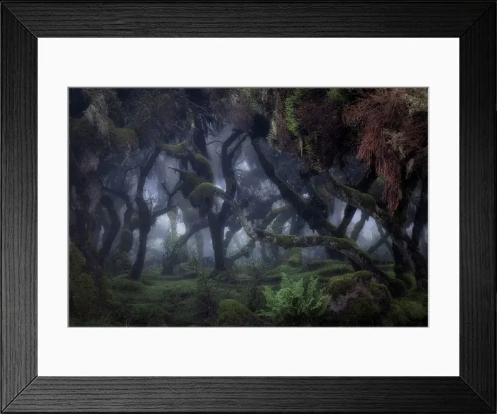 Framed Print : Harenna forest in Bale Mountains National Park, Ethiopia Framed Print : Harenna forest in Bale Mountains National Park, Ethiopia