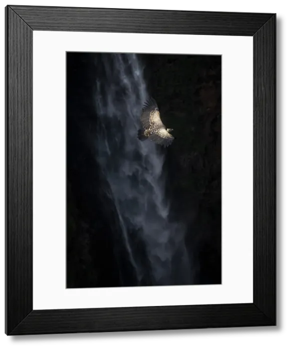 Framed Print : Ruppell's vulture (Gyps rueppelli), also called Ruppell's griffon vulture in front of Jinbar waterfalls, Simien Mountains National Park, Ethiopia Framed Print : Ruppell's vulture (Gyps rueppelli), also called Ruppell's griffon vulture in front of Jinbar waterfalls, Simien Mountains National Park, Ethiopia