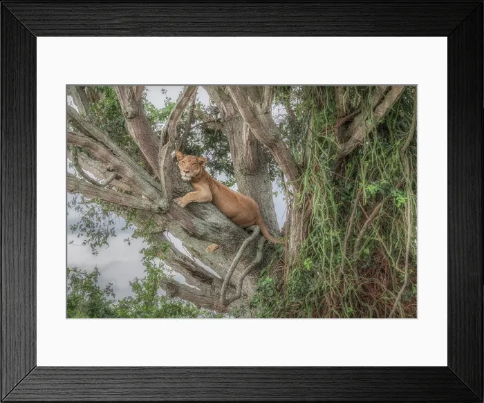 Framed Print : Tree climbing lion in Queen Elizabeth national park, Uganda Framed Print : Tree climbing lion in Queen Elizabeth national park, Uganda