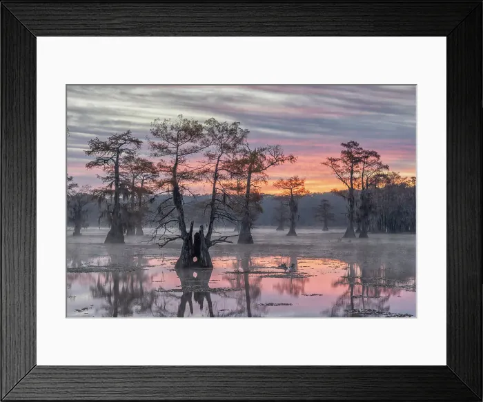 Framed Print : Bald cypress in lake caddo, Texas, USA Framed Print : Bald cypress in lake caddo, Texas, USA