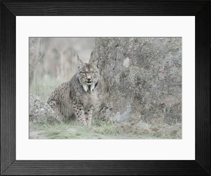 Framed Print : Iberian lynx in Sierra de Andujar, Andalucia, Spain Framed Print : Iberian lynx in Sierra de Andujar, Andalucia, Spain