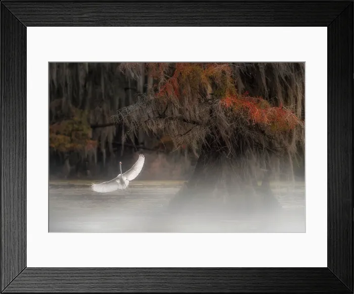 Framed Print : Great egret in Caddo Lake, Texas, USA