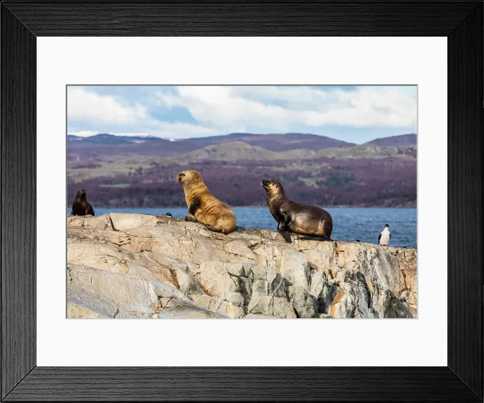 Framed Print : South American fur seal, Beagle Channel, Ushuaia, Tierra del Fuego, Argentina Framed Print : South American fur seal, Beagle Channel, Ushuaia, Tierra del Fuego, Argentina
