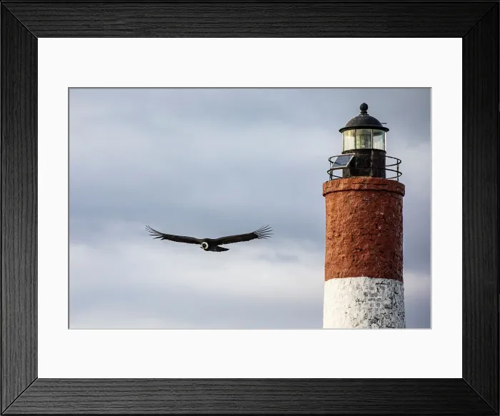 Framed Print : Andean condor and End of the World Lighthouse, Beagle Channel, Ushuaia, Tierra del Fuego, Argentina Framed Print : Andean condor and End of the World Lighthouse, Beagle Channel, Ushuaia, Tierra del Fuego, Argentina