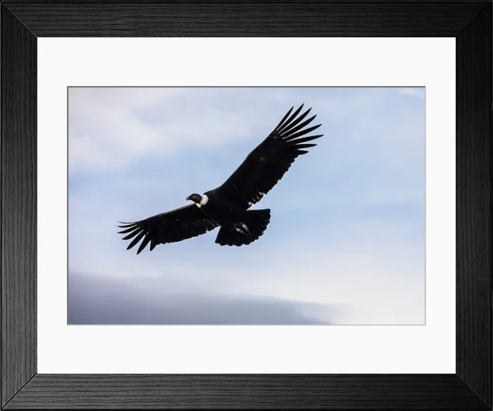 Framed Print : Andean condor, Beagle Channel, Ushuaia, Tierra del Fuego, Argentina