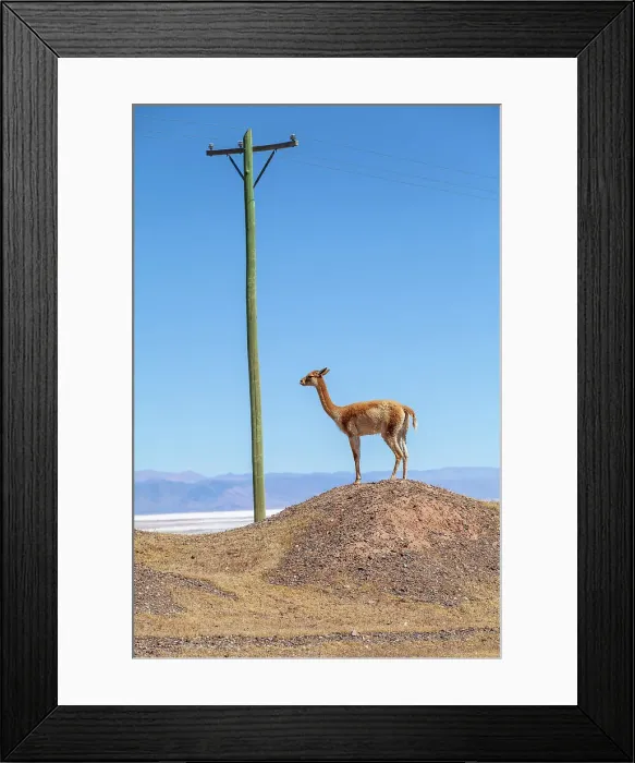 Framed Print : Vicuna, Jujuy, Argentina Framed Print : Vicuna, Jujuy, Argentina