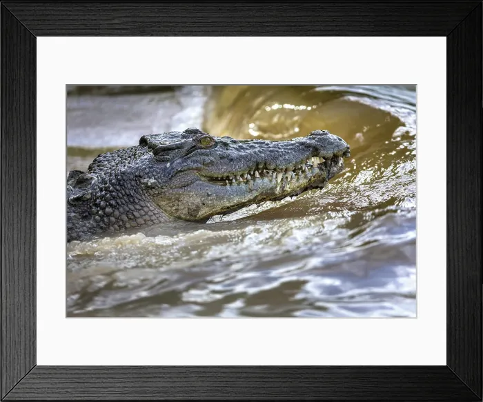 Framed Print : Saltwater crocodile in Sampan Creek, Bamurru Plains, Northern Territory, Australia Framed Print : Saltwater crocodile in Sampan Creek, Bamurru Plains, Northern Territory, Australia