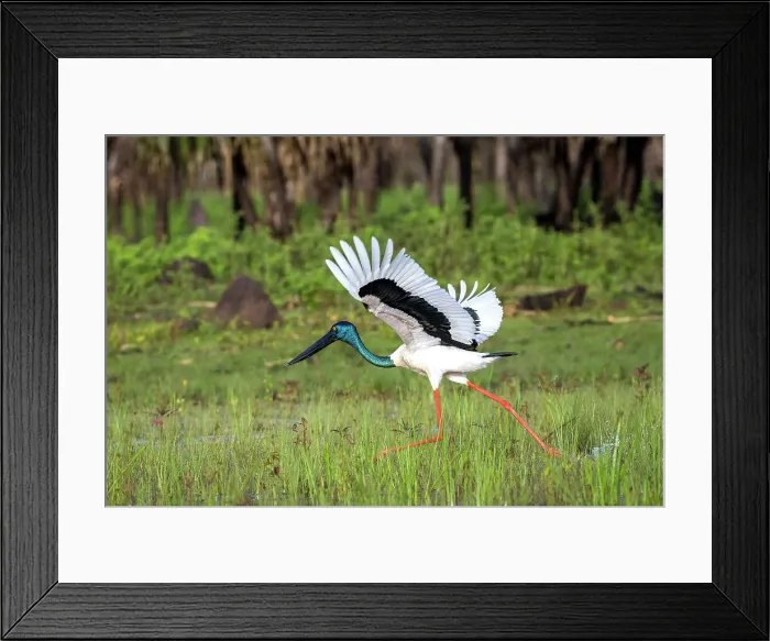 Framed Print : Jabiru taking flight, Bamurru Plains, Northern Territory, Australia Framed Print : Jabiru taking flight, Bamurru Plains, Northern Territory, Australia