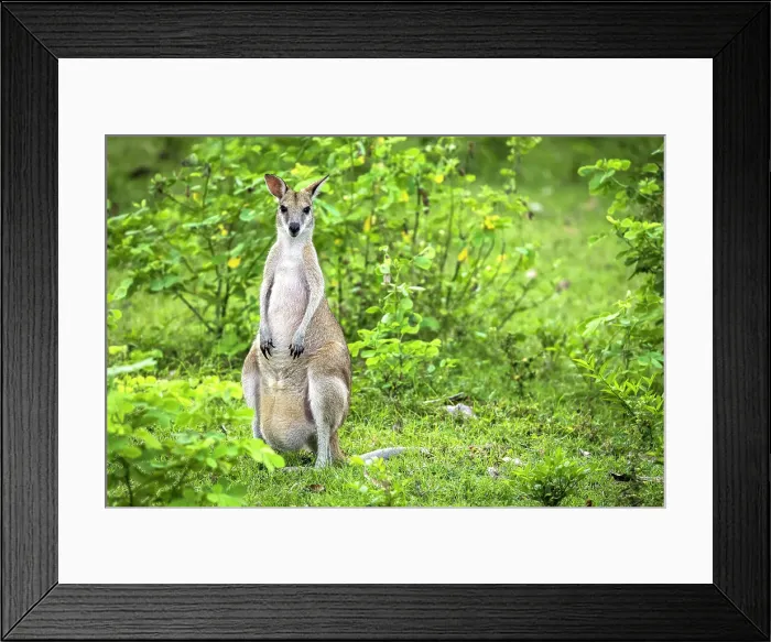Framed Print : Agile wallaby, Bamurru Plains, Northern Territory, Australia Framed Print : Agile wallaby, Bamurru Plains, Northern Territory, Australia