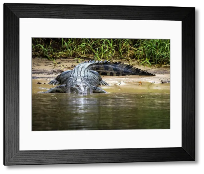 Framed Print : Saltwater crocodile on bank of the Daintree River, Daintree, Queensland, Australia
