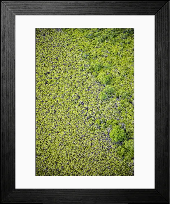 Framed Print : Aerial of mangroves, Port Douglas, Queensland, Australia