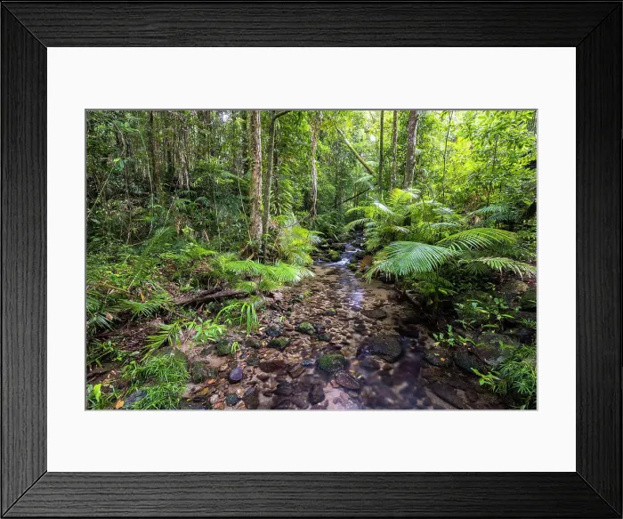 Framed Print : Rainforest at Mossman Gorge, Daintree National Park, Queensland, Australia Framed Print : Rainforest at Mossman Gorge, Daintree National Park, Queensland, Australia