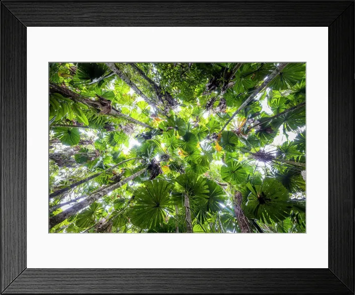 Framed Print : Canopy of fan palms, Daintree National Park, Queensland, Australia
