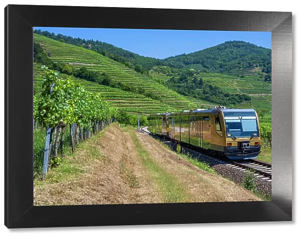 Wachau Railway train between vineyards near Weissenkirchen in der Wachau, Lower Austria, Austria