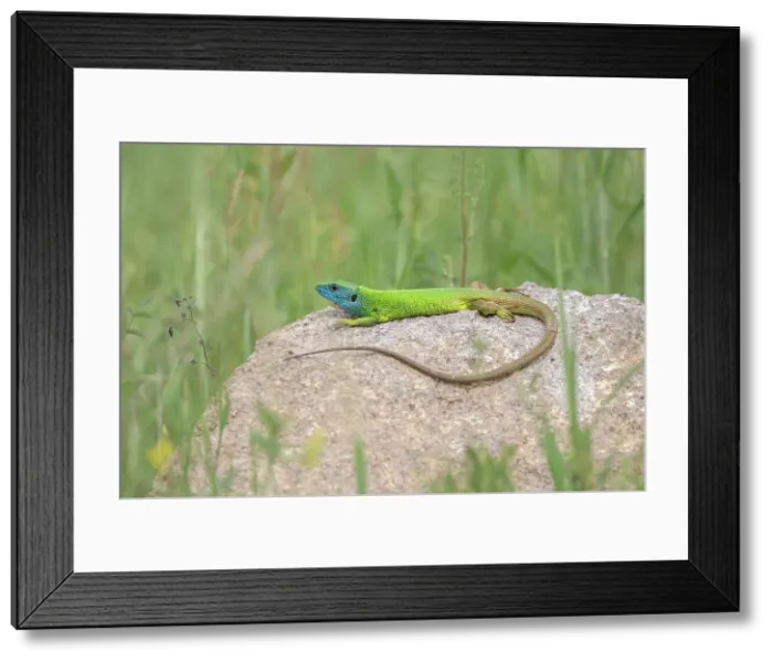 Framed Print : European Green Lizard (Lacerta viridis) basking on rock, Bulgaria