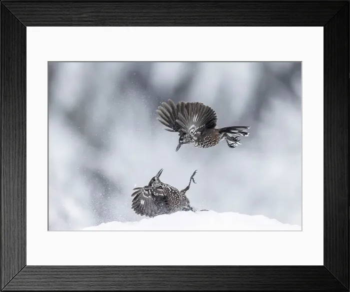 Framed Print : Spotted Nutcracker (Nucifraga caryocatactes), pair fighting over food in snow, Bulgaria Framed Print : Spotted Nutcracker (Nucifraga caryocatactes), pair fighting over food in snow, Bulgaria