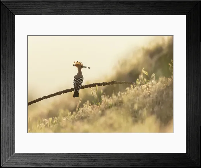 Framed Print : Hoopoe (Upupa epops) with food for young, Bratsigovo, Bulgaria