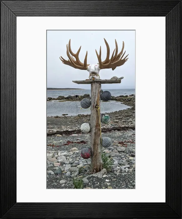 Framed Print : Canada, Maritimes, Newfoundland, Moose Framed Print : Canada, Maritimes, Newfoundland, Moose
