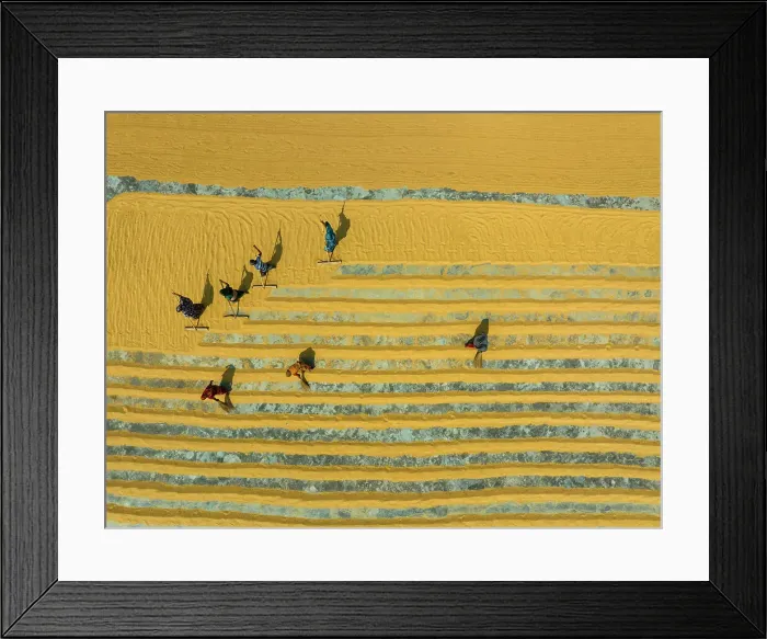 Framed Print : Aerial view of people working in a rice mill field, Dhamrai, Dhaka, Bangladesh Framed Print : Aerial view of people working in a rice mill field, Dhamrai, Dhaka, Bangladesh