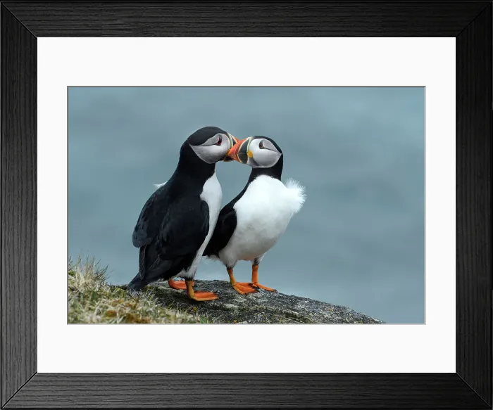 Framed Print : Canada, Maritimes, Newfoundland, Elliston, Atlantic Puffin, Fratercula arctica Framed Print : Canada, Maritimes, Newfoundland, Elliston, Atlantic Puffin, Fratercula arctica