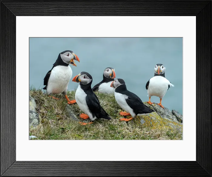 Framed Print : Canada, Maritimes, Newfoundland, Elliston, Atlantic Puffin, Fratercula arctica Framed Print : Canada, Maritimes, Newfoundland, Elliston, Atlantic Puffin, Fratercula arctica