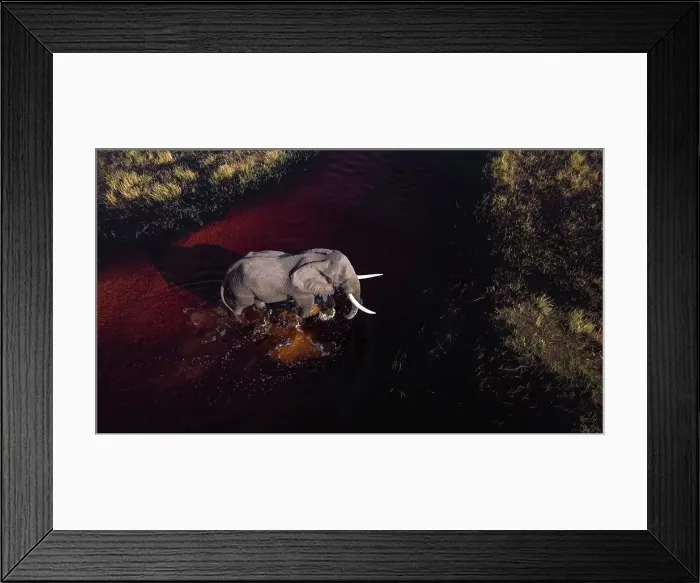 Framed Print : Elephant crossing a river from above, Okavango Delta, Botswana Framed Print : Elephant crossing a river from above, Okavango Delta, Botswana