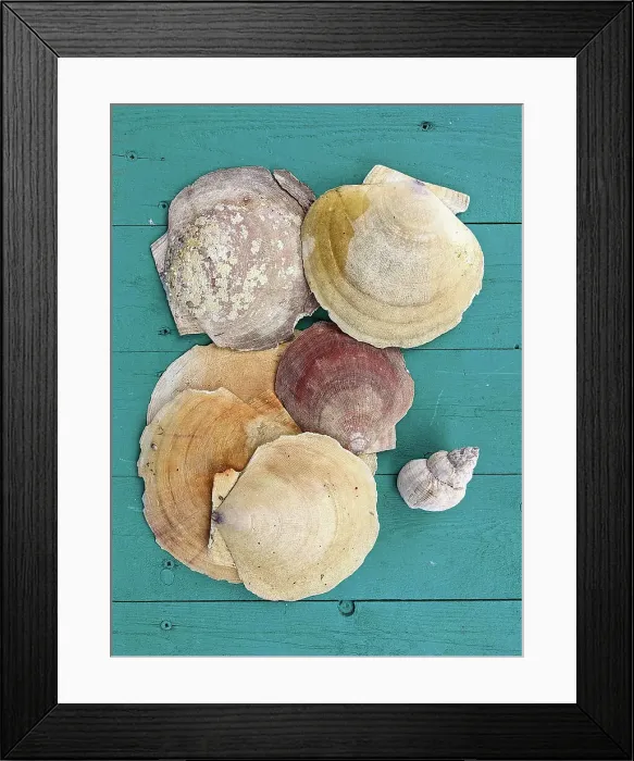 Framed Print : Canada, Maritimes, Newfoundland, Shells Framed Print : Canada, Maritimes, Newfoundland, Shells
