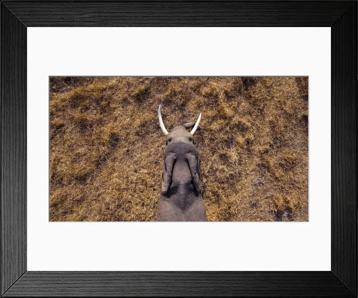 Framed Print : Elephant walking through grass from above, Okavango Delta, Botswana Framed Print : Elephant walking through grass from above, Okavango Delta, Botswana