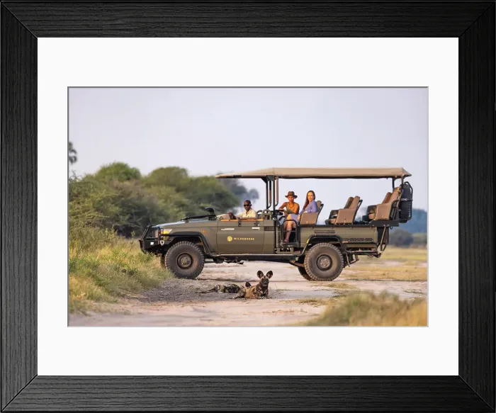 Framed Print : Gamedrive with Wild Dog, Okavango Delta, Botswana Framed Print : Gamedrive with Wild Dog, Okavango Delta, Botswana