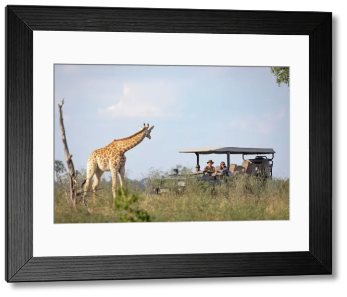 Framed Print : Gamedrive with Giraffe, Okavango Delta, Botswana Framed Print : Gamedrive with Giraffe, Okavango Delta, Botswana