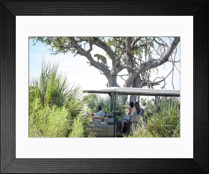 Framed Print : Gamedrive with Leopard, Okavango Delta, Botswana Framed Print : Gamedrive with Leopard, Okavango Delta, Botswana